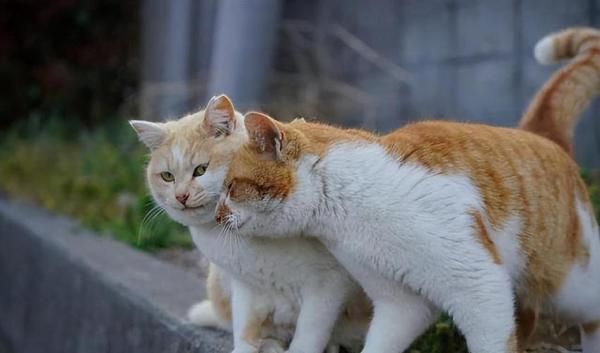猫咪为什么成群的叫声呢-图1