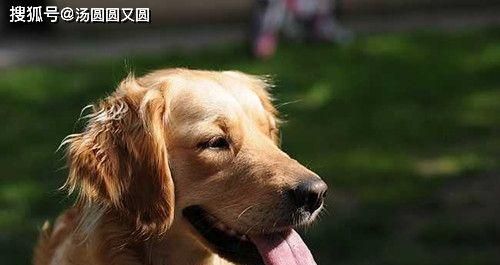 金毛饲养全指南（从萌宠到成犬，这些你必须知道）