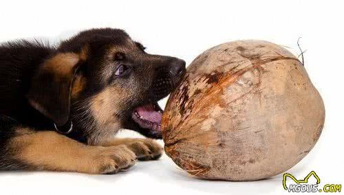 犬过敏痒痒痒，只要用家里的这类油抹抹就管用！