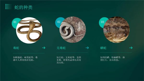 蛇的防护与治疗中班_第4页