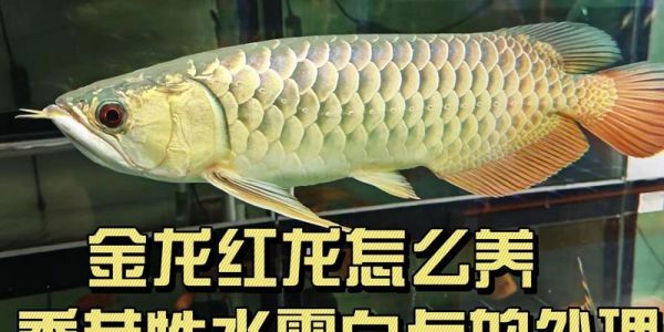 红龙鱼的常见疾病及预防治疗方法（了解红龙鱼常见疾病，保护你的水族宠物）