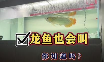 红龙鱼的常见疾病及预防治疗方法（了解红龙鱼常见疾病，保护你的水族宠物）