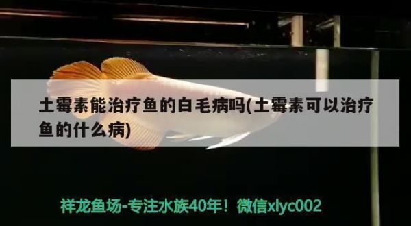 龙鱼土霉素使用剂量和方法龙鱼水霉病的自然疗法方法（土霉素在其他鱼类疾病中的应用） vs祥龙鱼场 第2张