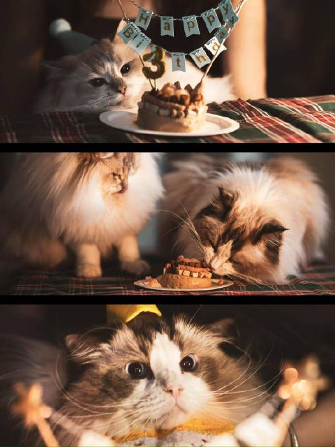 那就给小猫咪们开一场生日派对吧