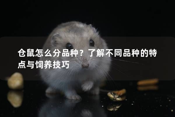 仓鼠怎么分品种？了解不同品种的特点与饲养技巧