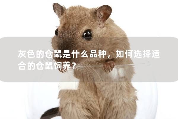 灰色的仓鼠是什么品种，如何选择适合的仓鼠饲养？