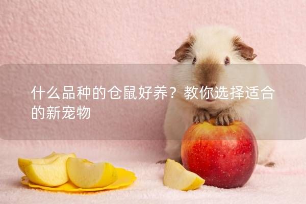 什么品种的仓鼠好养？教你选择适合的新宠物