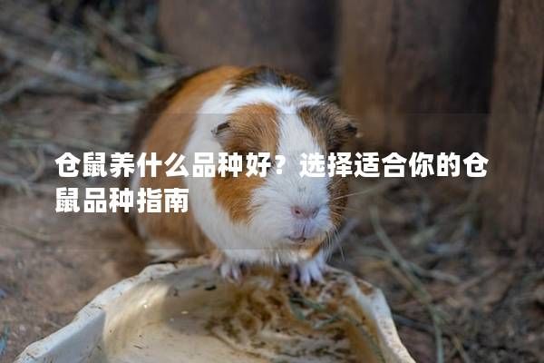 仓鼠养什么品种好？选择适合你的仓鼠品种指南