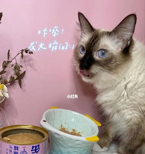 猫咪的罐头饮食（让你的宠物健康又快乐）