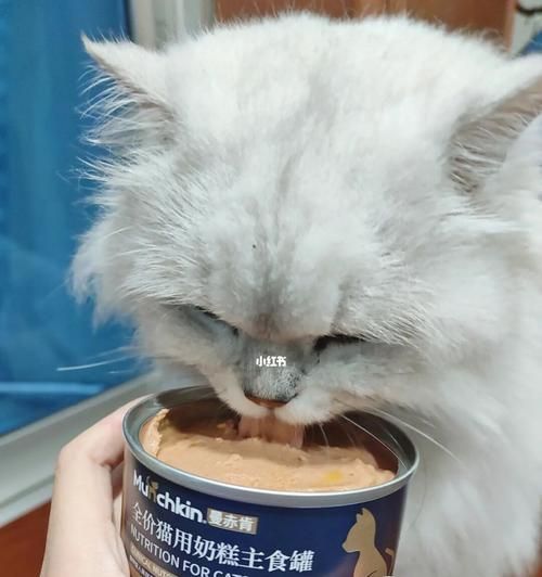 猫咪的罐头饮食（让你的宠物健康又快乐）