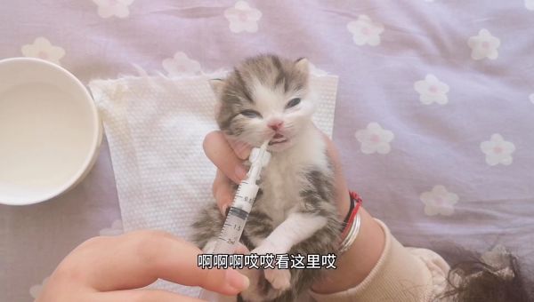 铲屎官早上给9只猫喂药，猫咪吓得疯狂乱叫，把邻居都吵醒了