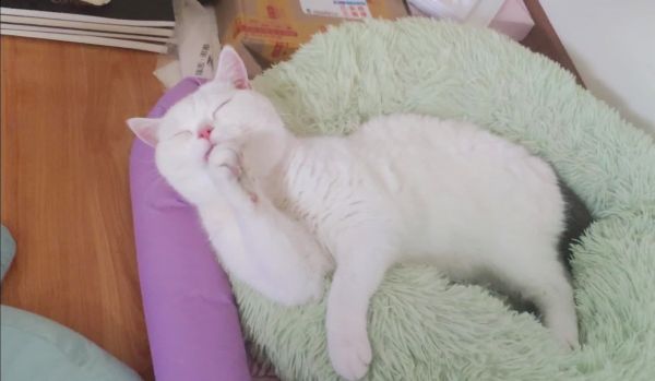 把三只猫都留在北京过年，临出门的那刻，我突然哭了