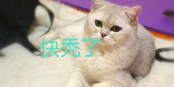 在家闲的发疯，差点把小母猫薅秃，这是咋回事呢？