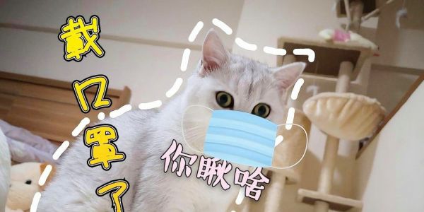 因为回不去北京，只能花钱找人照顾宠物猫，一次一百真心疼
