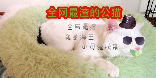 全网最渣的公猫，过年回个家，让两只母猫都怀孕了
