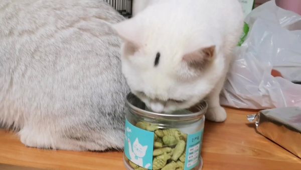 这哪里是养猫，简直就是在养猪