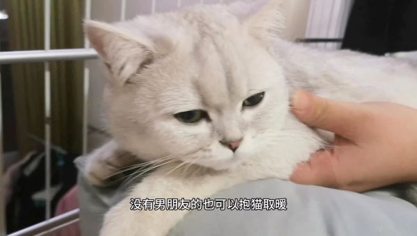 北京下雪了，有猫的抱着猫暖手，没猫的赶紧找对象