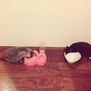 六六小姐自制猫罐头的做法 步骤7