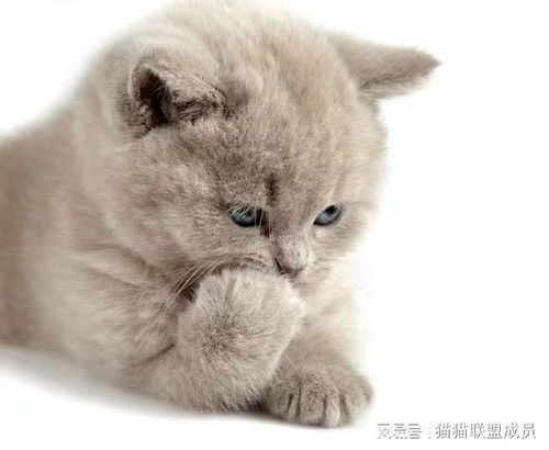 “猫咪每日罐头量，营养喂出健康猫！”