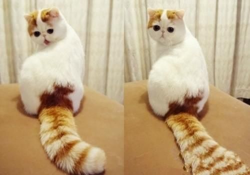 “猫咪每日罐头量，营养喂出健康猫！”