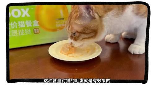 小猫咪居然有上千万毛发，难怪猫能掉这么多毛！