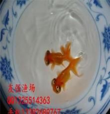 观赏金鱼活体精品望天金鱼运输包活冷水宠物淡水金鱼渔场直销