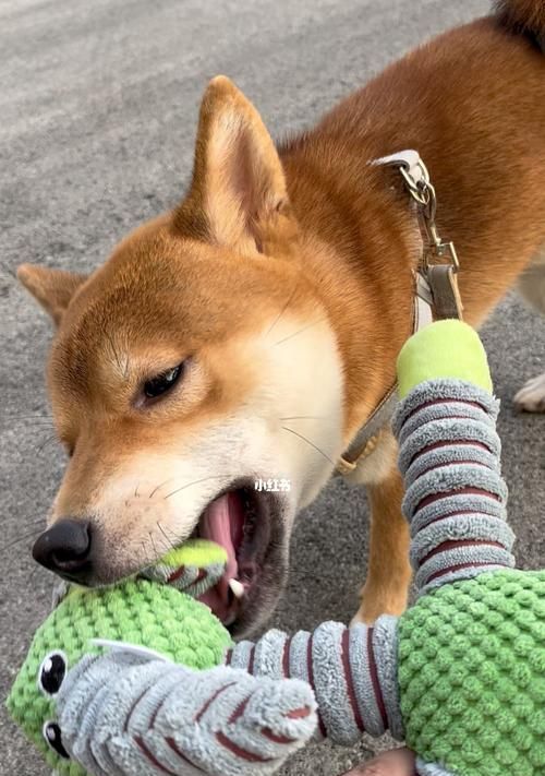 如何有效地保养你的宠物柴犬狗狗（从日常护理到健康饮食，打造健康快乐的柴犬狗狗生活）