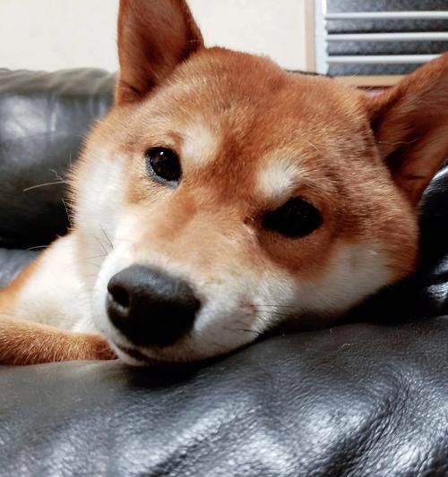 如何有效地保养你的宠物柴犬狗狗（从日常护理到健康饮食，打造健康快乐的柴犬狗狗生活）