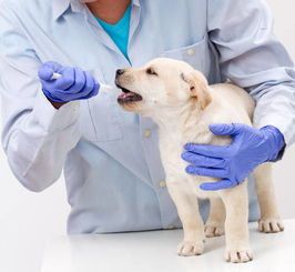宠物疾病排行榜？十大常见宠物疾病及其症状、治疗方法