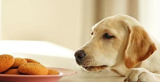 宠物生病，早知道！（如何预防、发现和治疗宠物疾病？——以爱犬为例）