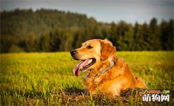 世界5大顶级导盲犬品种，不是所有狗狗都有资格成为导盲犬！