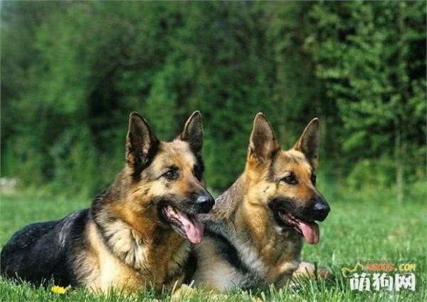 世界5大顶级导盲犬品种，不是所有狗狗都有资格成为导盲犬！