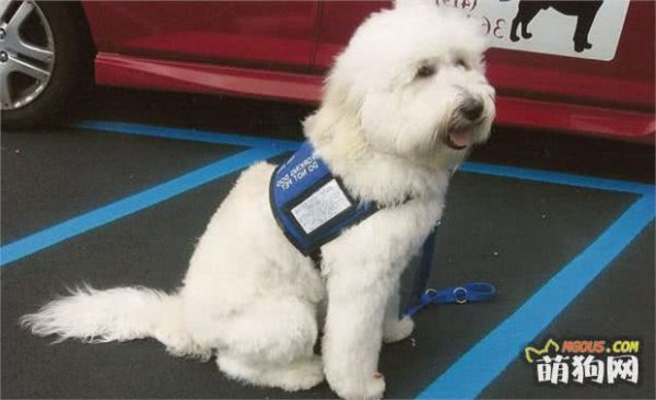 世界5大顶级导盲犬品种，不是所有狗狗都有资格成为导盲犬！