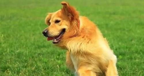 导盲犬的选择（活力、可爱、训练度高——你需要了解的导盲犬品种）