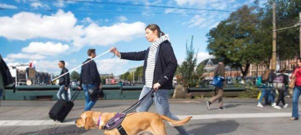 导盲犬的选择（活力、可爱、训练度高——你需要了解的导盲犬品种）