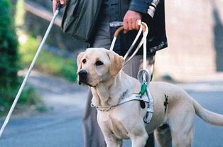 导盲犬都有什么种类?