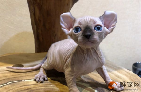 无毛猫有哪些品种 