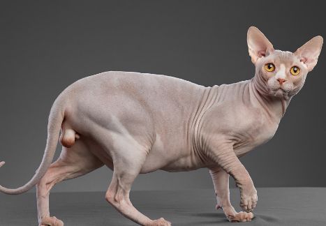 这些无毛猫，你都认识吗？