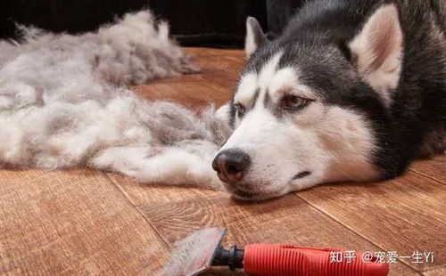 “揭秘无毛宠物,选对品种,告别掉毛烦恼!”