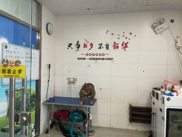 宠物用品店开业准备:手续办理、装修、设备与人员