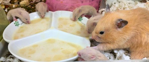 幼鼠的營養補充