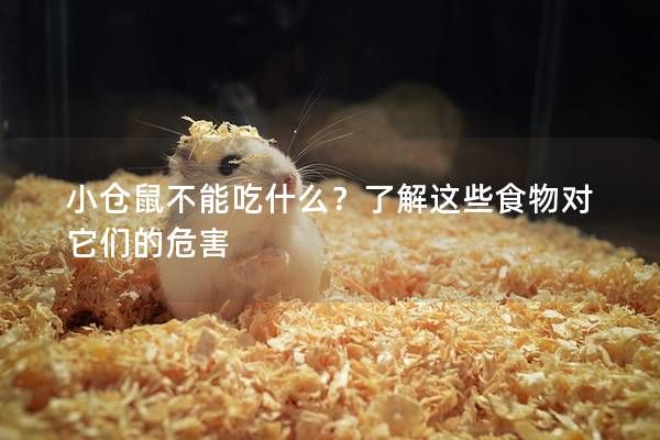 小仓鼠不能吃什么？了解这些食物对它们的危害