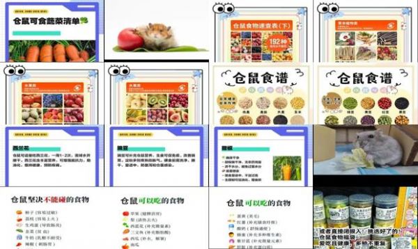 小仓鼠吃什么蔬菜