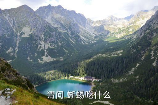 请问 蜥蜴吃什么