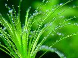 水族箱中如何保证水草营养