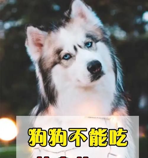 狗狗为什么不能以蛋白为主食？（深入了解狗狗饮食需求及蛋白的影响）