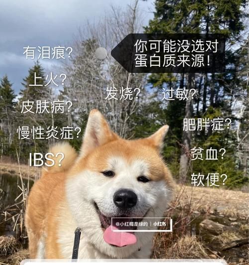 狗狗为什么不能以蛋白为主食？（深入了解狗狗饮食需求及蛋白的影响）
