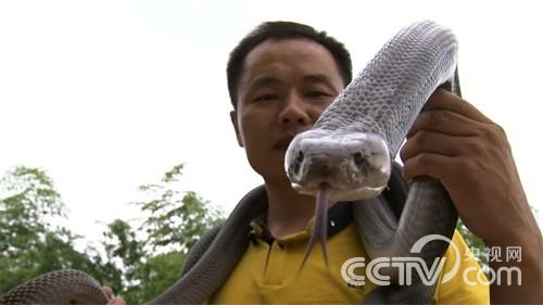 [致富經]養毒蛇是我一輩子的夢想