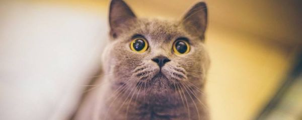 银渐层和蓝猫配出来什么样子 会是虎斑花色吗?