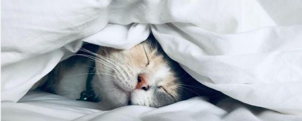 银渐层折耳猫一定会发病吗